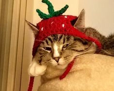 a cat laying on top of a blanket wearing a knitted strawberry hat