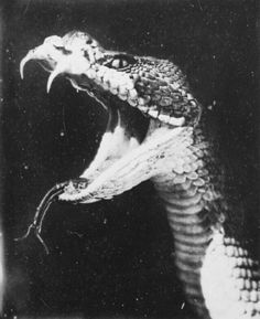 a black and white photo of a snake with its mouth open