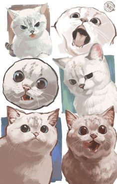 four different colored cats with their mouths open and eyes wide open in front of them