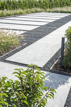 an empty walkway surrounded by plants and shrubs