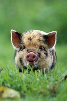 a small pig is standing in the grass