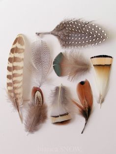 an instagram page with several different types of feathers on the bottom right hand corner