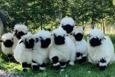 five black and white sheep are standing in the grass