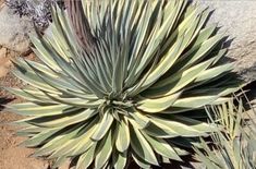 a large green and white plant sitting on top of a dirt ground next to rocks