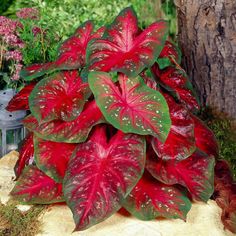 a large red and green plant sitting on top of a rock next to a tree