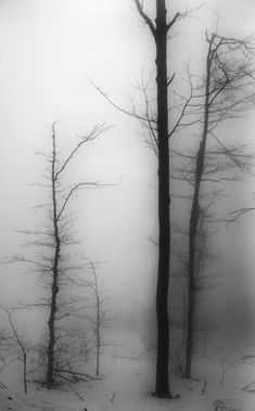 black and white photograph of trees in the snow with fog behind them on a cold day