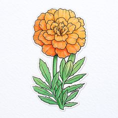 an orange flower with green leaves sticker on a white paper background and watercolor drawing