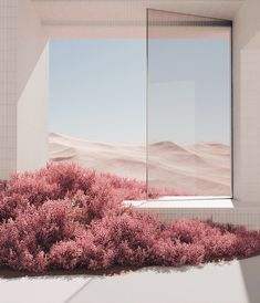 pink bushes in front of a large window with a view of the sand dunes outside