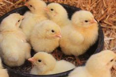 a group of small yellow chickens in a black bowl