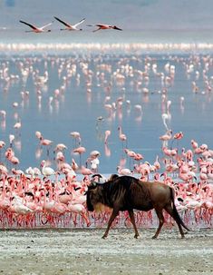 a wildebeest walks in front of flamingos on the beach