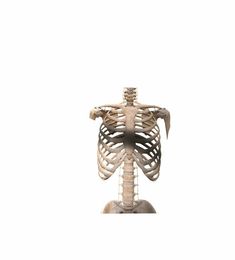 an image of a skeleton on a white background