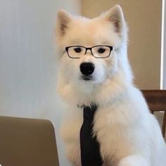 a white dog wearing glasses and a tie sitting in front of a lap top computer