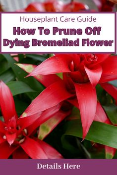 red flowers with text that reads how to prune off dying bromelia flower