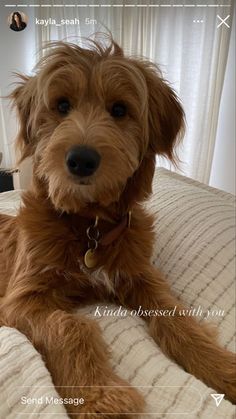 a brown dog laying on top of a bed