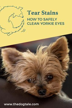 a small brown dog sitting on top of a couch next to a yellow sign that says tear stains how to safely clean yorkie eyes