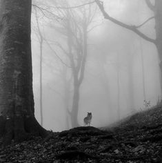 a black and white photo of a wolf standing in the woods on a foggy day