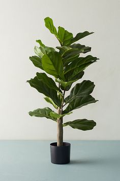 a plant in a black pot on a blue table with a white wall behind it