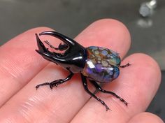 a small black beetle sitting on top of a persons hand