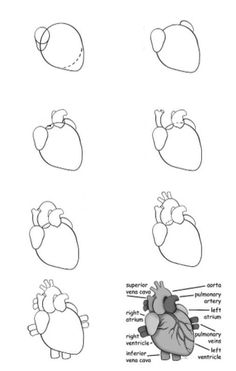 an image of the human heart with different parts labeled in each section, including the left side and right side