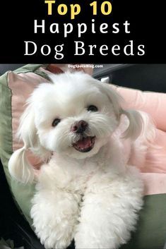 a small white dog sitting on top of a car seat