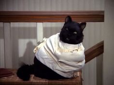 a black cat sitting on top of a wooden chair wearing a white blanket over it's head