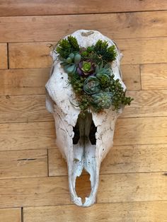 an animal's skull with succulents and plants in it on a wooden floor