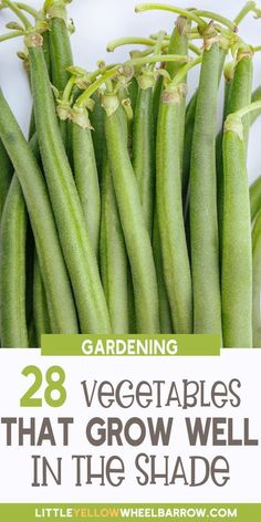 green beans with the words 28 vegetables that grow well in the shade