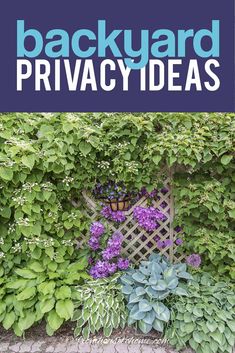 the back yard privacy idea with purple flowers and greenery around it, in front of a blue sign that says backyard privacy ideas