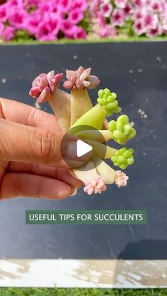 a person is holding some tiny plants in their hand with the words useful tips for succulents