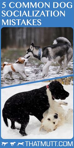 there are two dogs that are playing in the snow