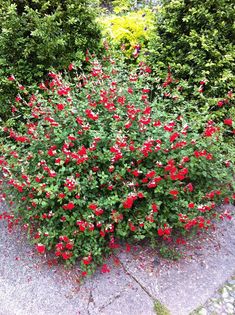 red and white flowers growing on the side of a road in front of some bushes