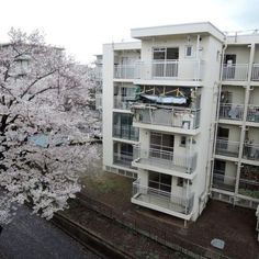 an apartment building with cherry blossoms on the trees