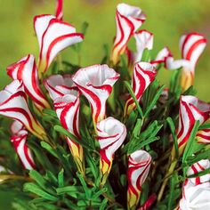 red and white flowers with green leaves in the foreground