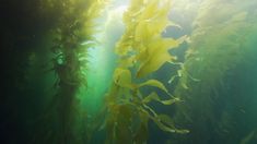 an underwater view of seaweed in the water with sunlight coming through it's branches