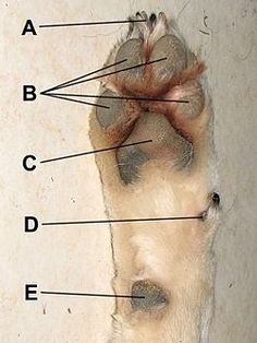 an animal's paw with labeled parts labelled