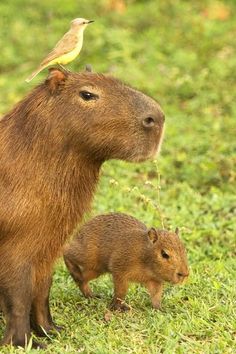 a capybara and her baby are standing in the grass with a bird on top of their head