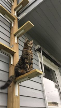 a cat sitting on top of a wooden ladder