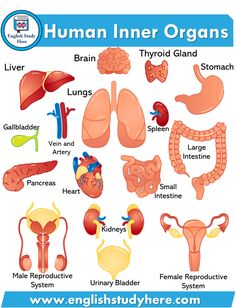 an image of human inner organs