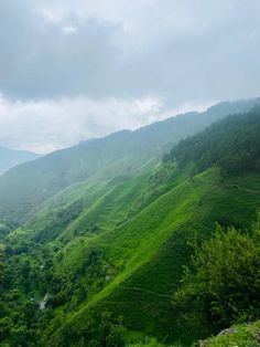 a lush green hillside covered in lots of trees