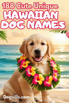 Discover 188 unique Hawaiian dog names with beautiful meanings for your furry friend, including  male and female names inspired by island culture and nature. Hawaiian Dog Names, Names With Beautiful Meanings, Island Culture, Beautiful Meaning, Dog Personality, Female Names, Inspirational Celebrities, Names With Meaning, Male And Female