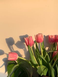 pink tulips and green leaves in a vase against a white wall with shadows on it