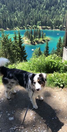 a black and white dog standing on top of a dirt road next to a lake