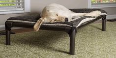 a dog laying on top of a bed in a living room next to a window