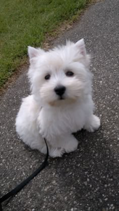 a small white dog sitting on top of a sidewalk