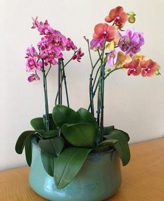 three pink and purple orchids in a blue vase