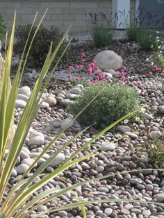 a rock garden with pink flowers and green plants in the foreground, next to a house