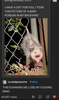 an image of a baby possum sticking its tongue out from behind a chain link fence