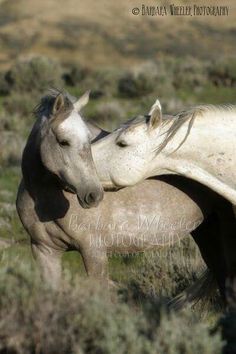 two horses standing next to each other in the grass