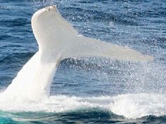 a white whale jumping out of the water