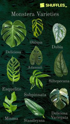 the different types of tropical leaves are shown in this poster, which includes names and pictures